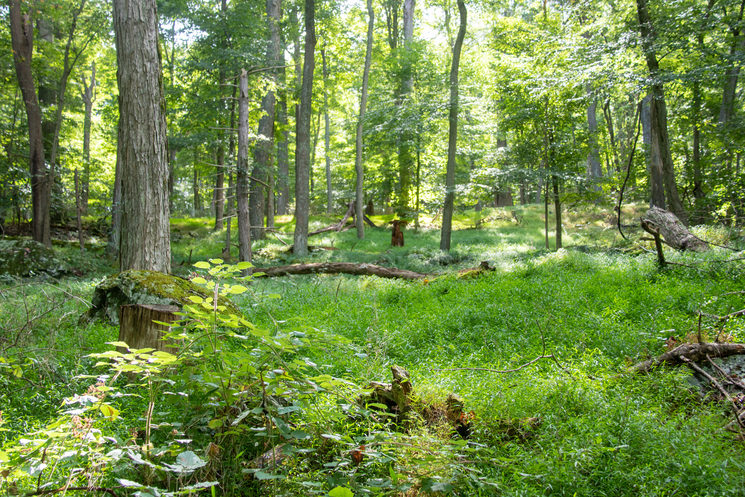 md_meadow and moss