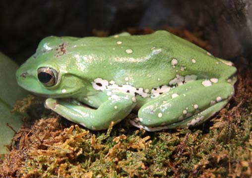 3_fr_Green frog_ 133