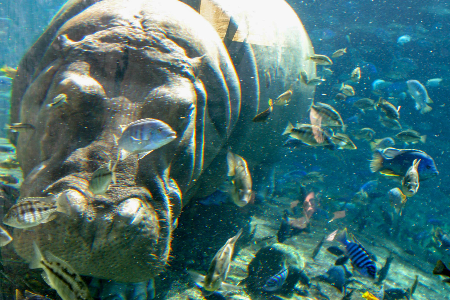 underwater hippo