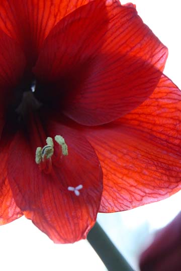 rd_Amaryllis_0216