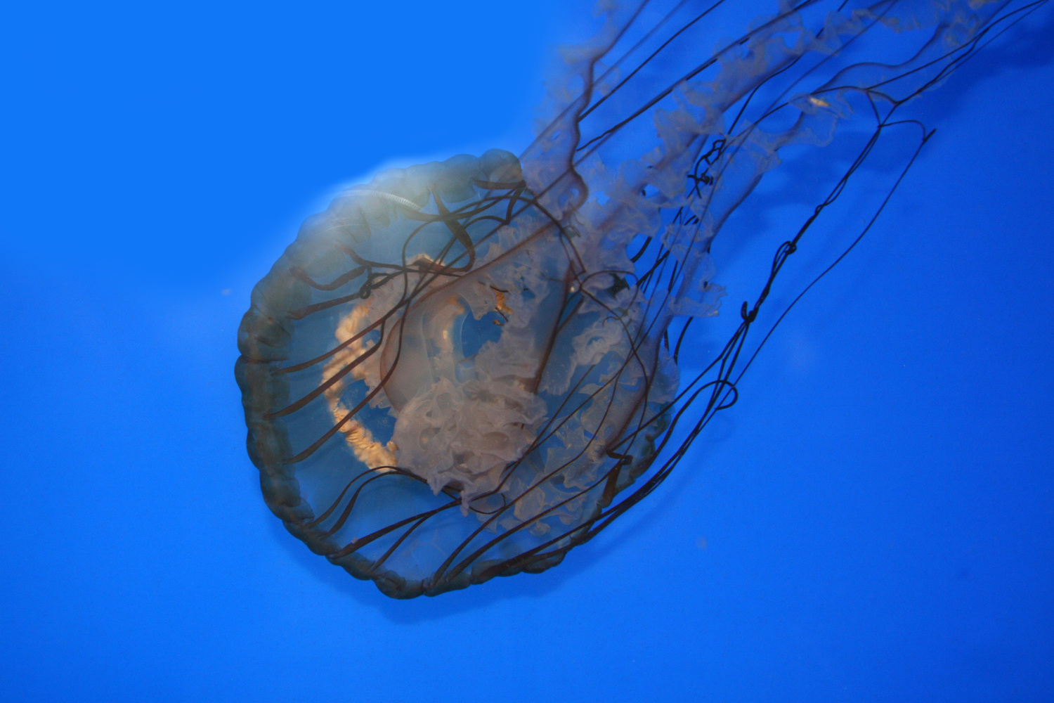 the long tenticles of the jelly