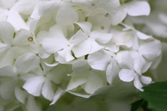 white gallery plants