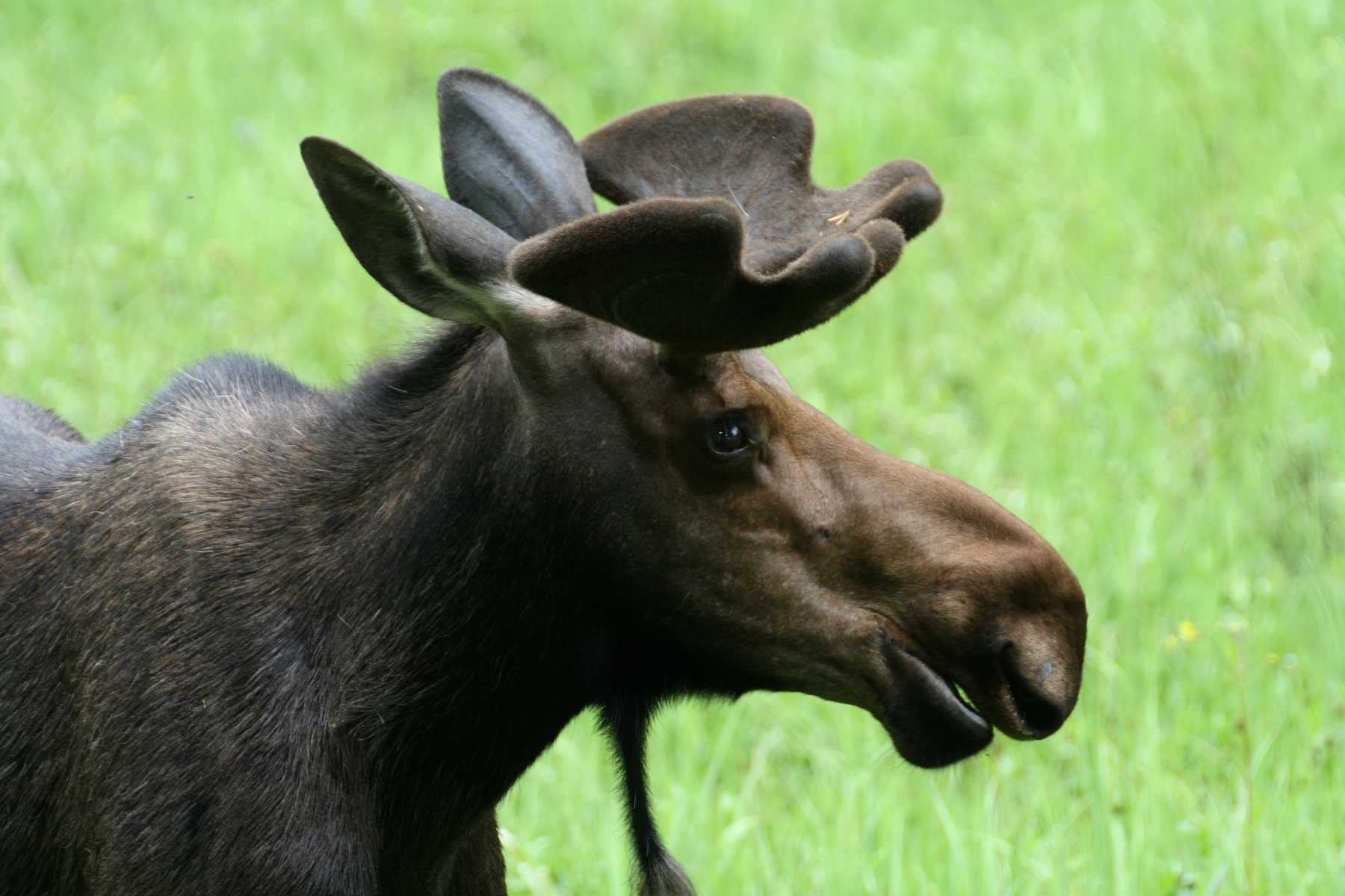 moose in Estes