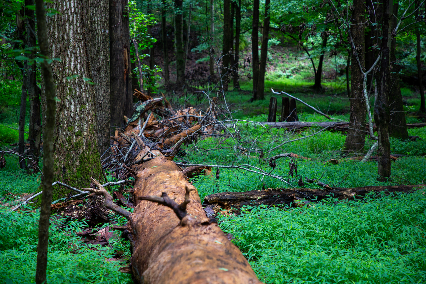 Stone Mountain woods