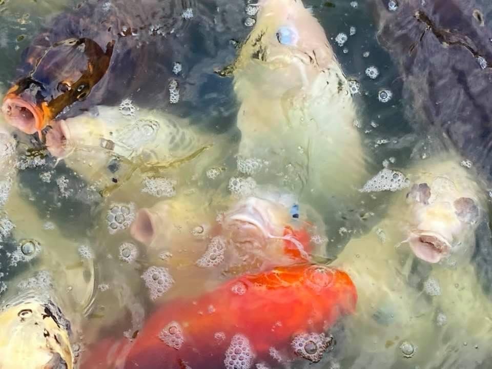 koi at botanical gardens