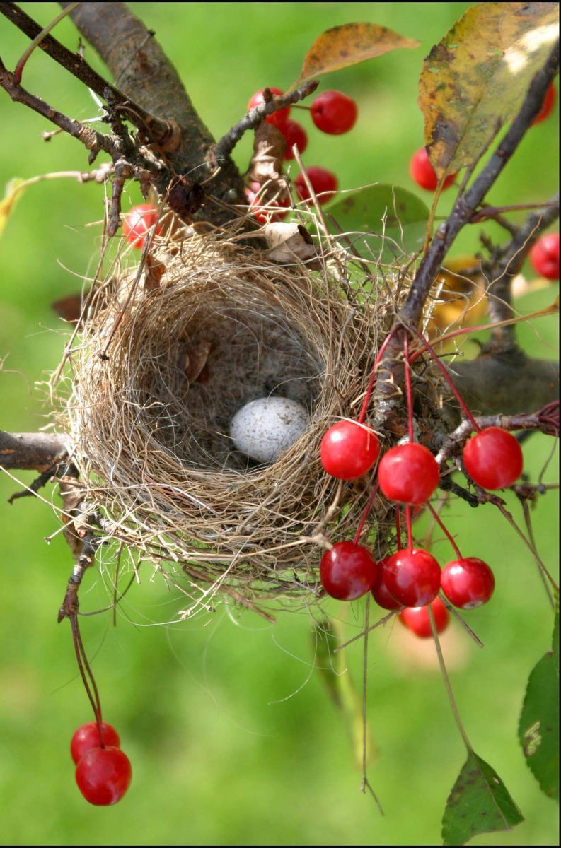 birds nest with a single egg