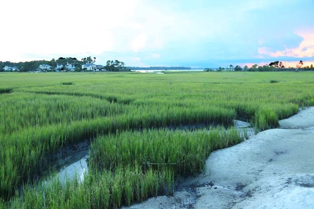 dolphin point marsh_247