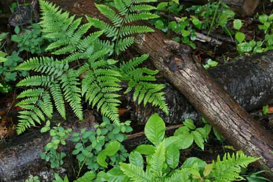 mi_The fern on the log_ 010