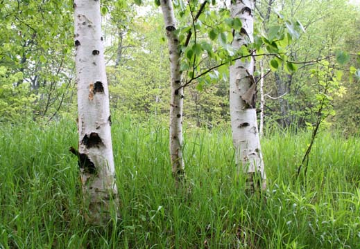 mi_7940  2 Birches