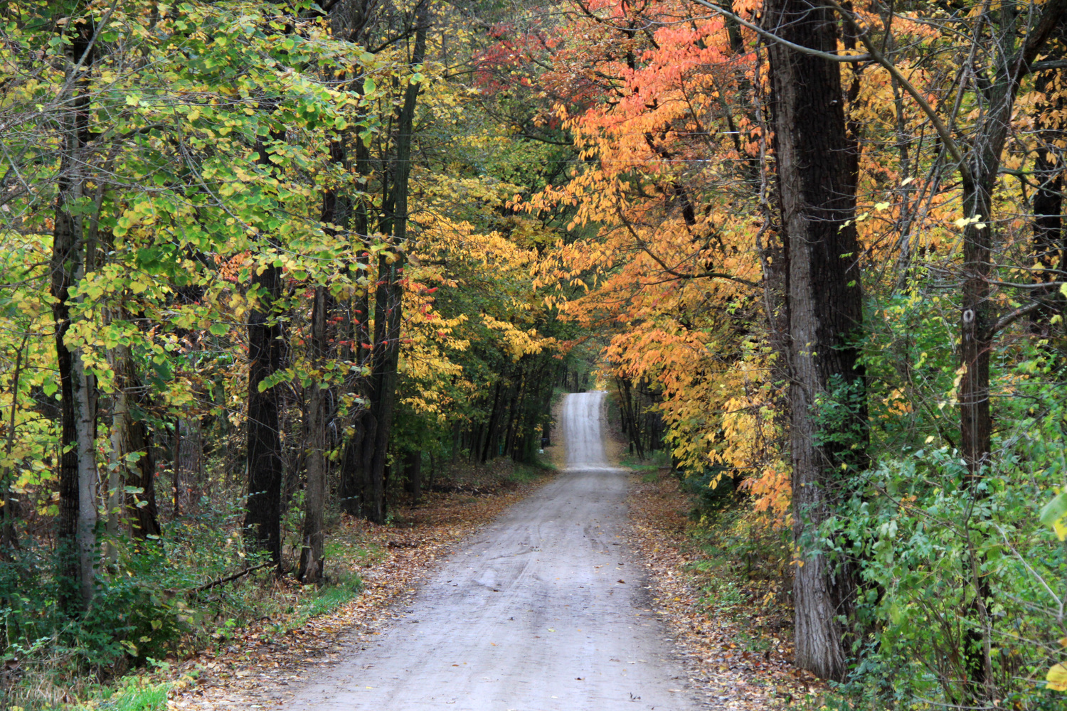 donovan road in fall