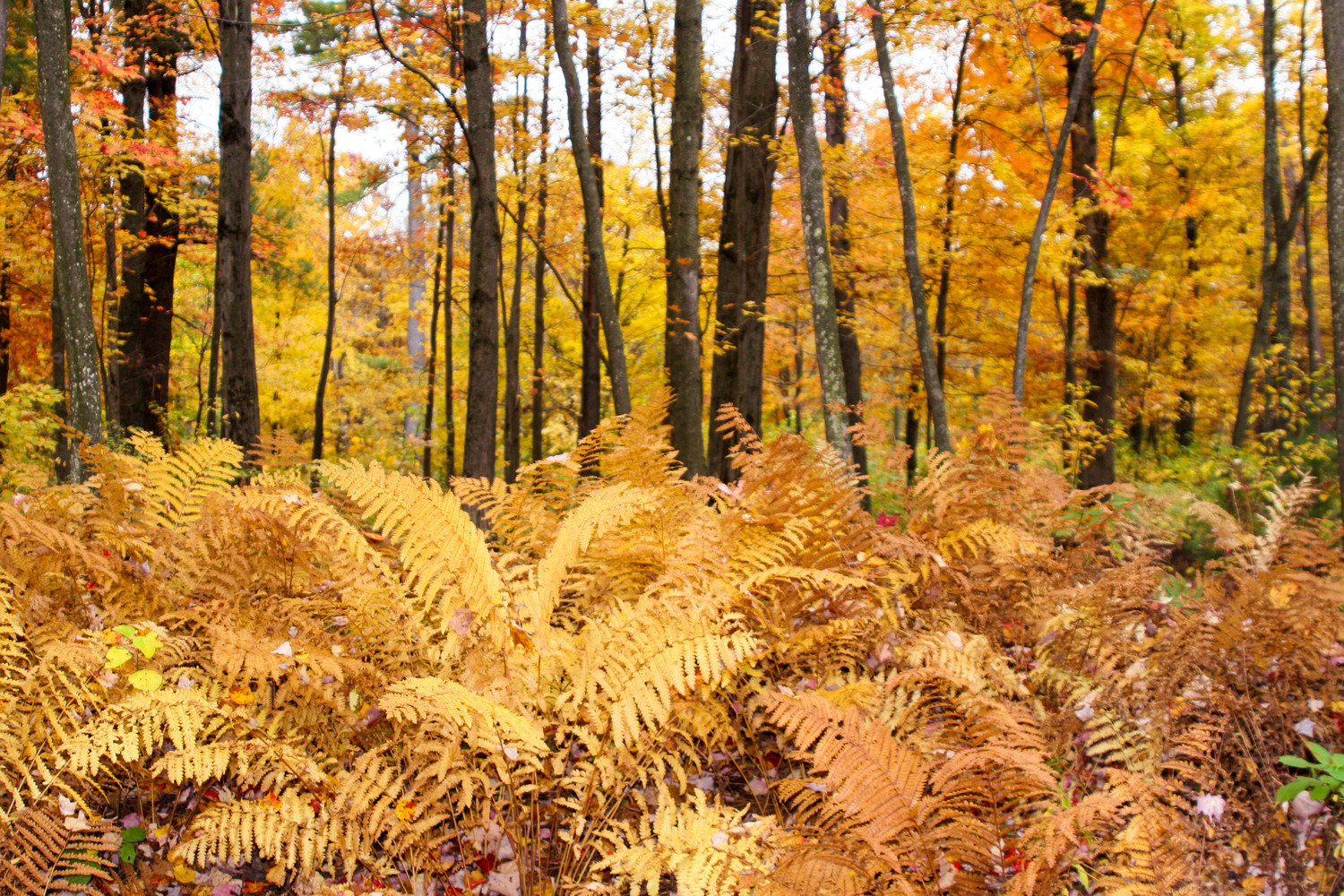 torch Lake woods