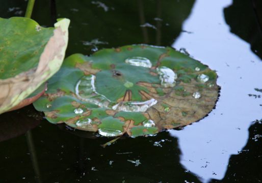 gr_Smilin lilypad_ 182.