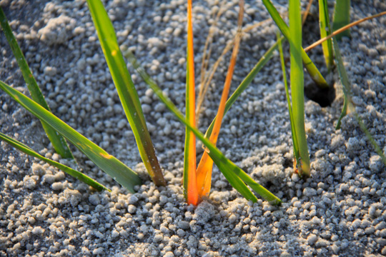 gr_beachgrass_195