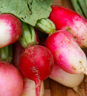 radishes