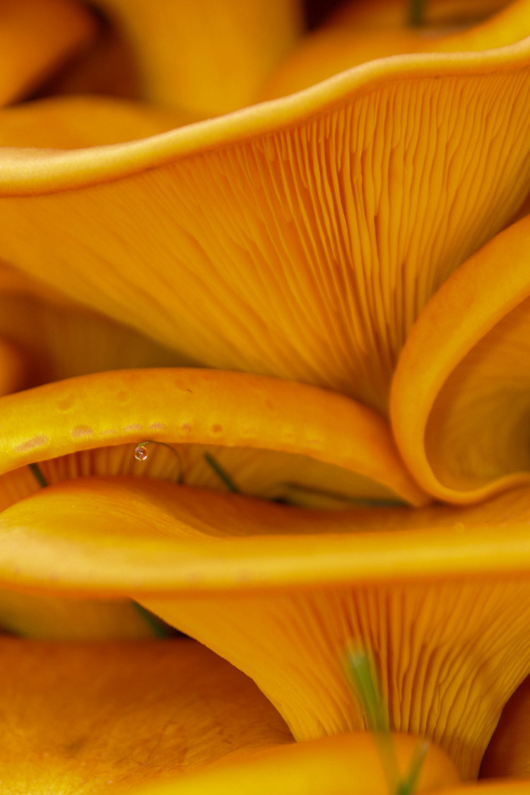 stacked mushroom