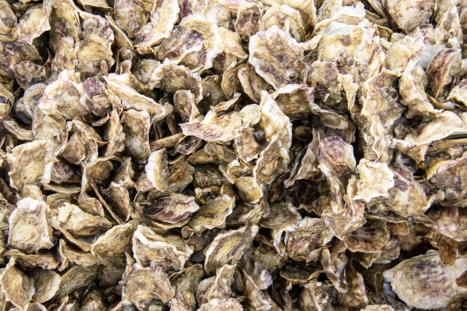 oyster shells