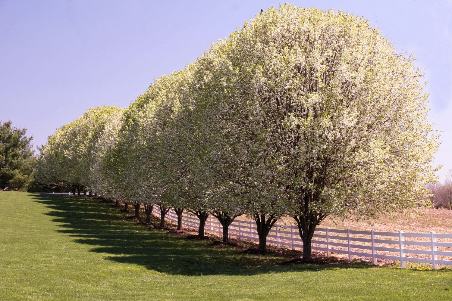 along the fence