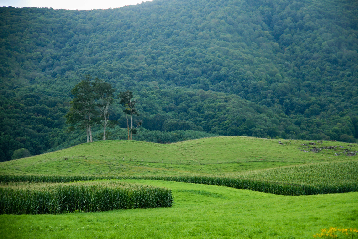 beautiful fields of green