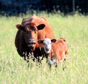 cw_mom_and_calf.