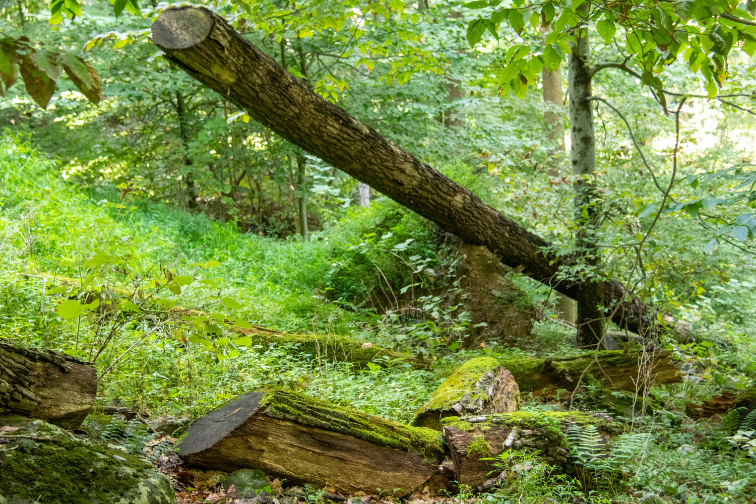 md_ the moss grows on the log