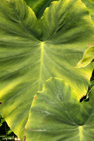 gr_Elephant Ears_0700