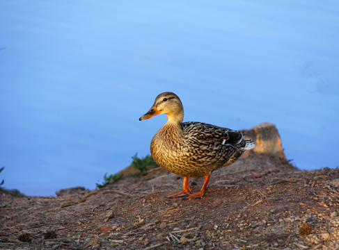 3_bir_Walkin duck_030