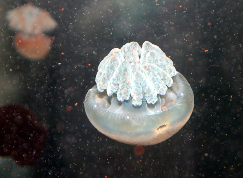 3_fi_Jellyfish_0174