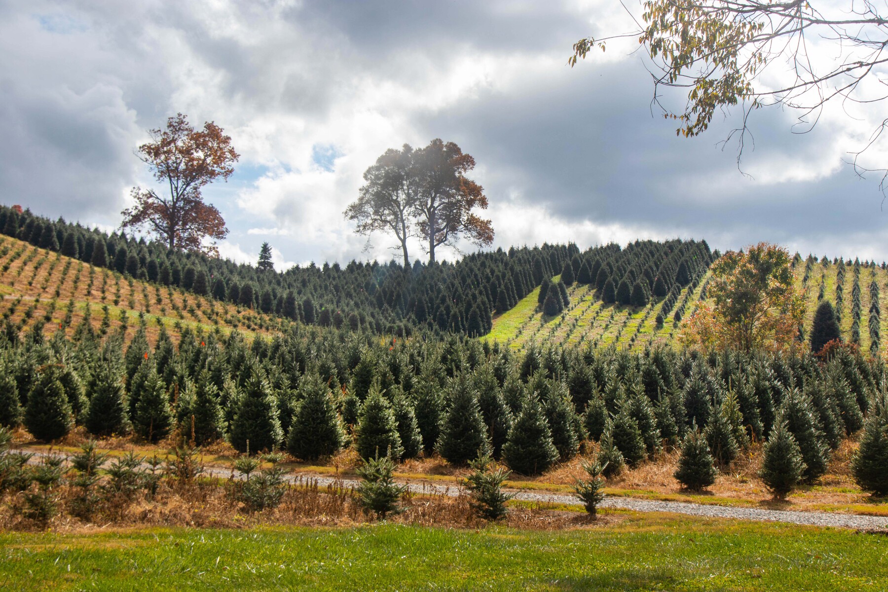 treefarm in Tennessee