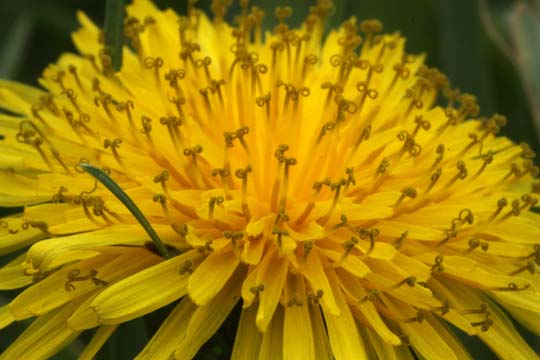 ye_Dandilion_0552