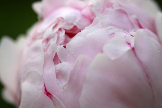 pin_Peonies_0015