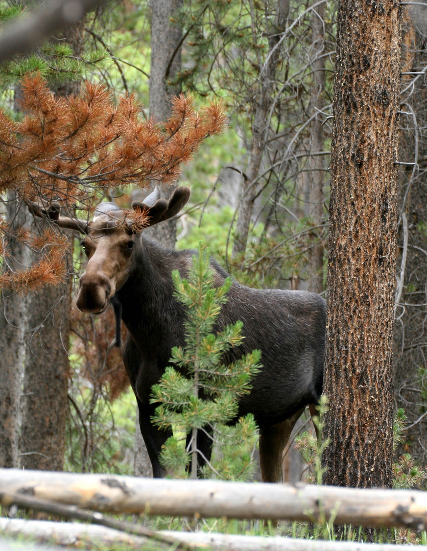 the young bull moose