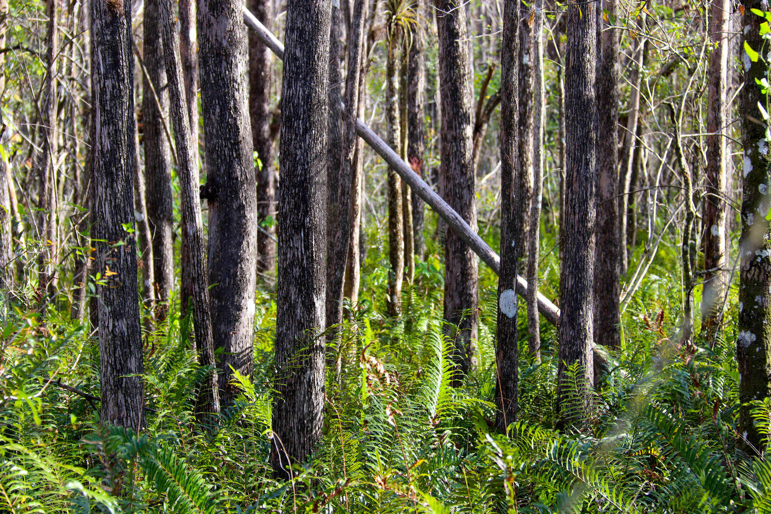 everglades