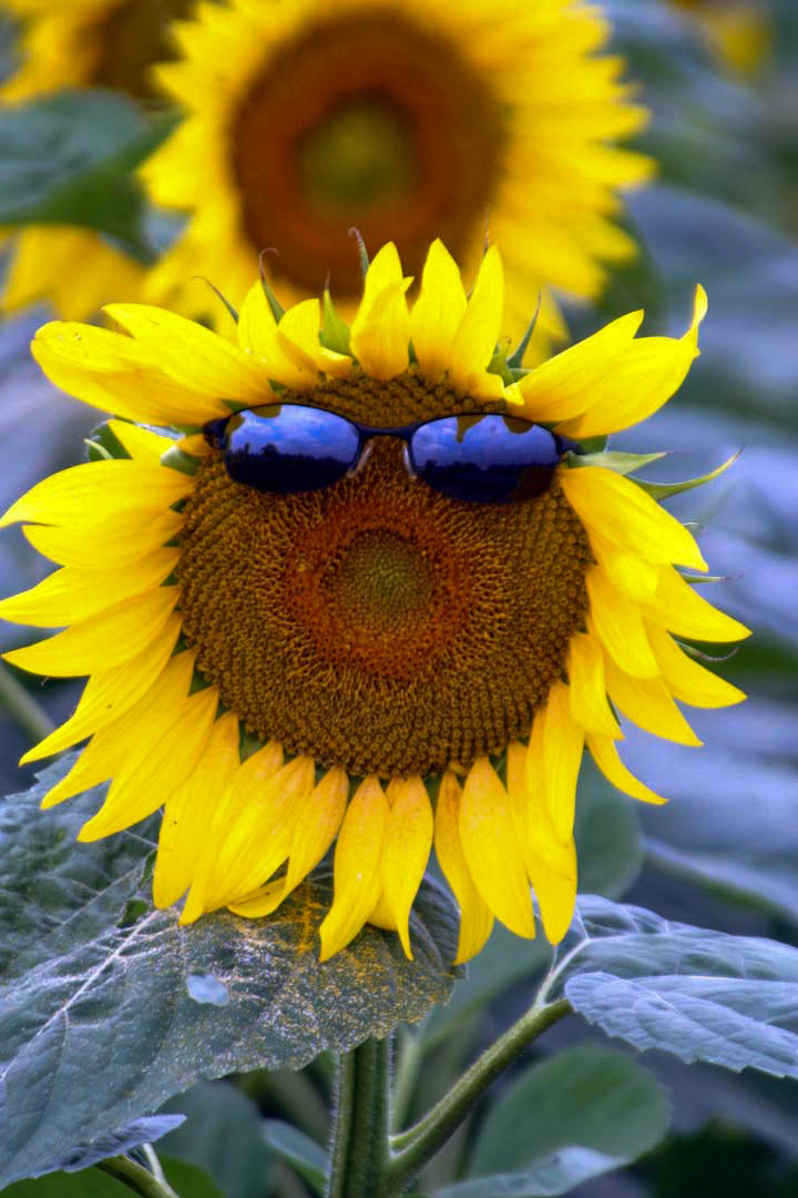 the face of the sunflower