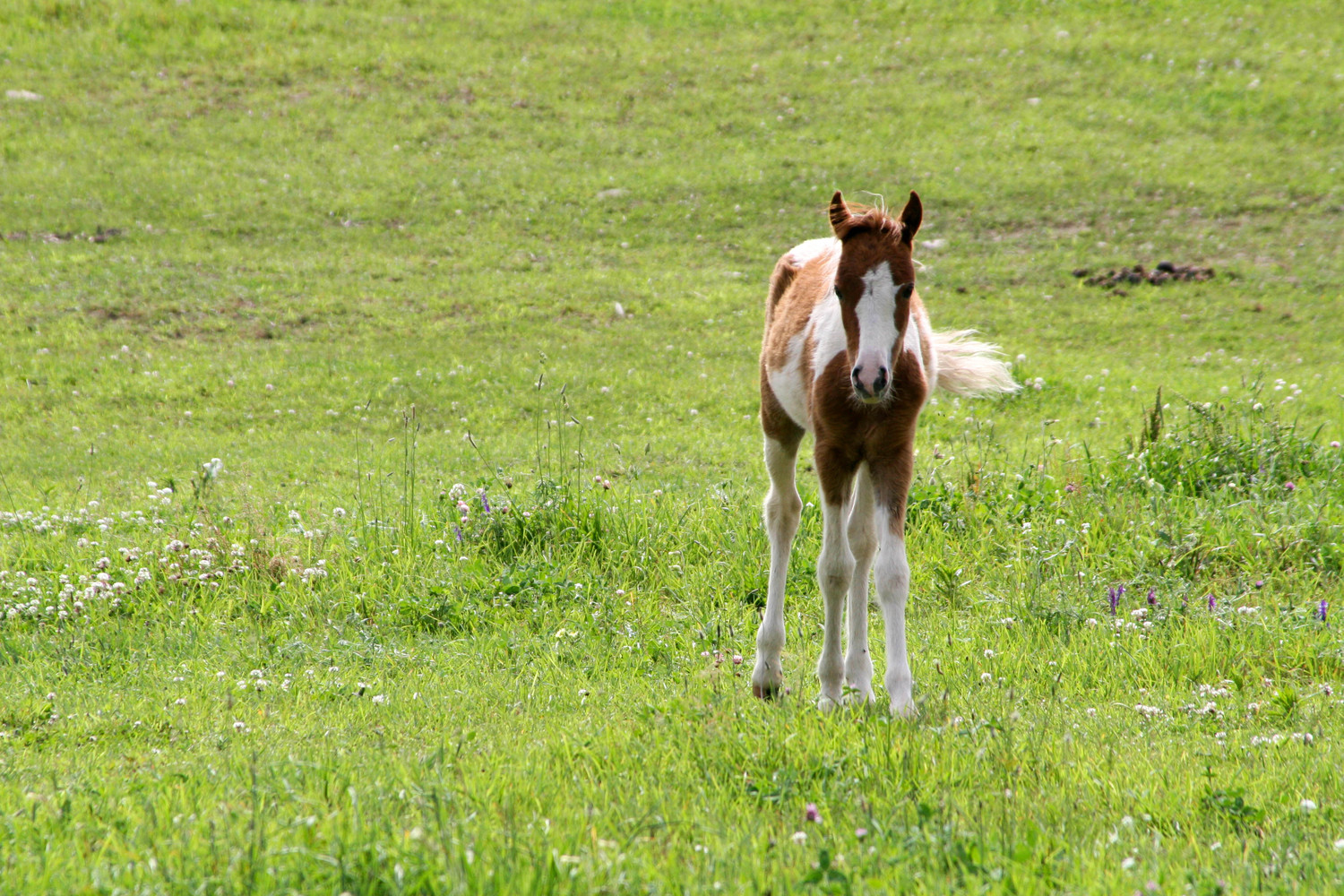 painted colt