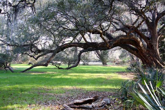 the front pasture at Magnolia