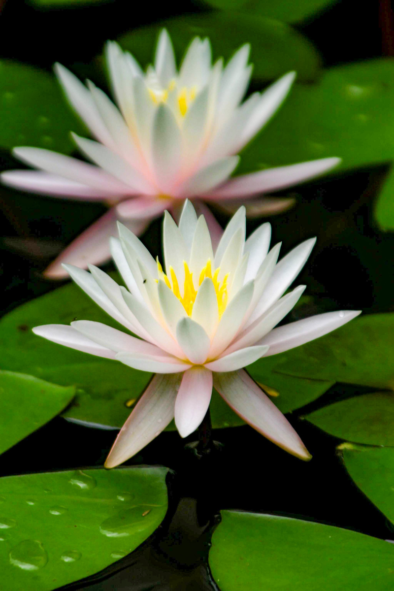 water lilies