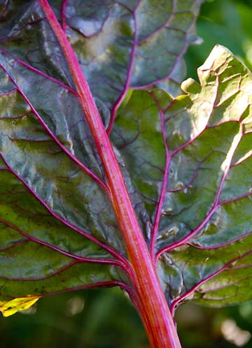 Bpu_Rhubarb_0046