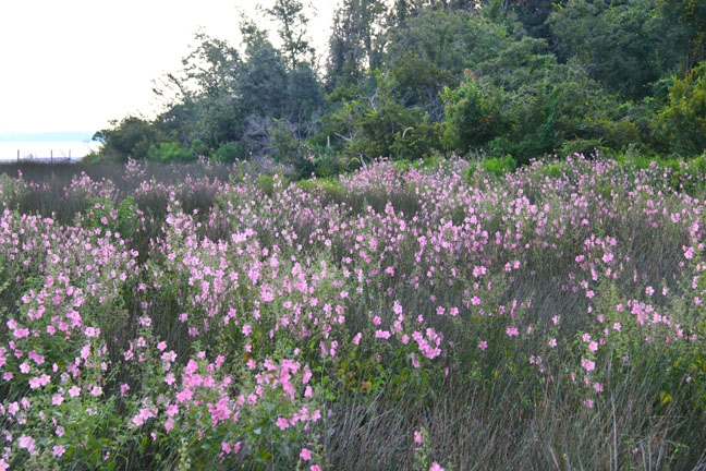 sc_field of windflowers_197