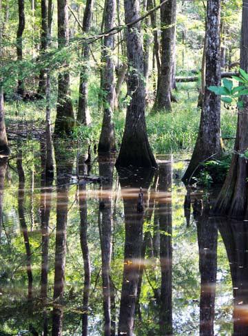 sc_swamp reflection 003