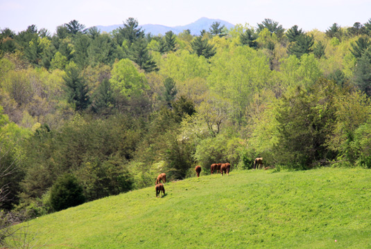 va_ horse pasture_031