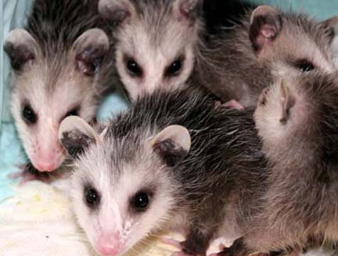 3_op_opossum_9869