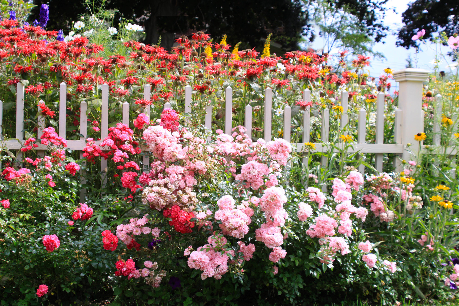 the gardens and the picket fence