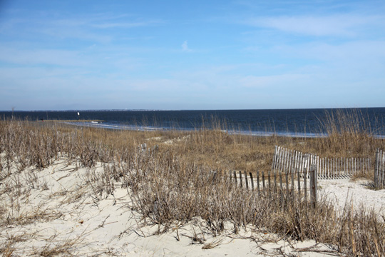 sc_Beach grass_297