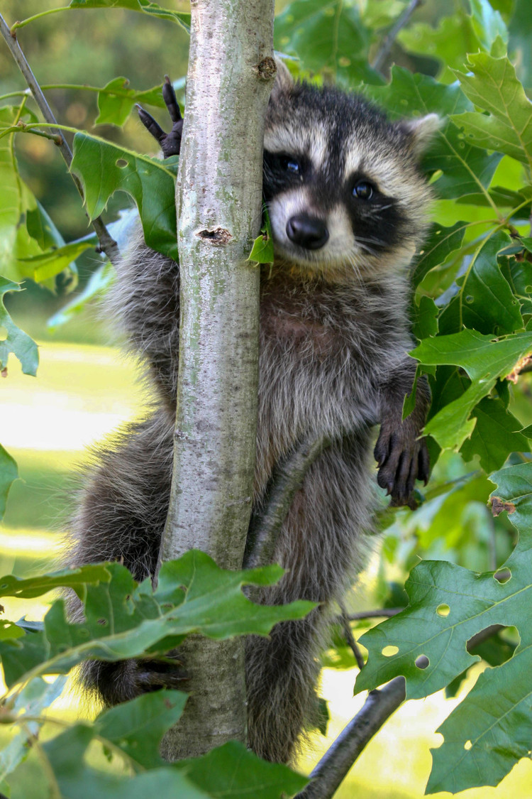 hiding behind a branch