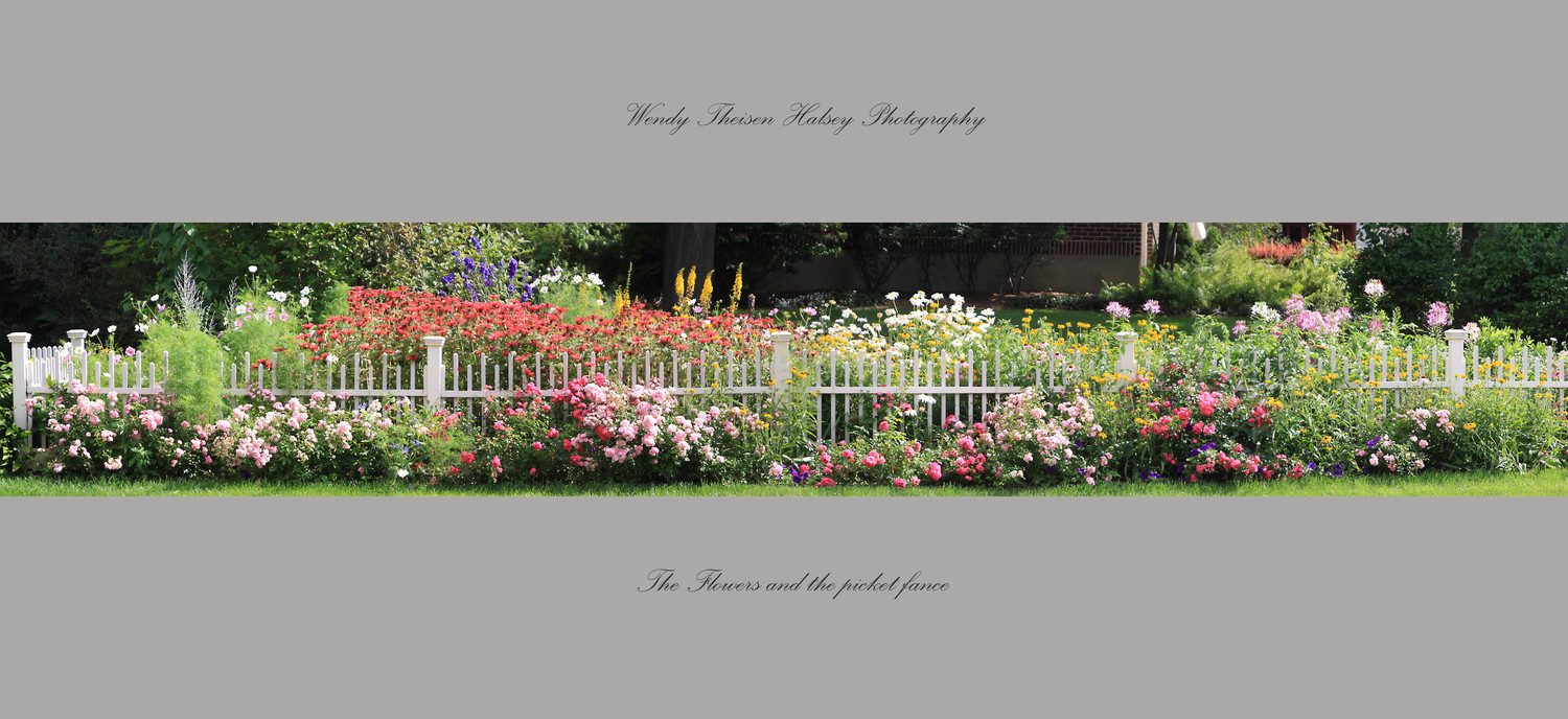 Flowers and the picket fence