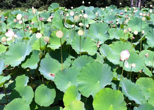 nc_Lotus Lily field_ 072