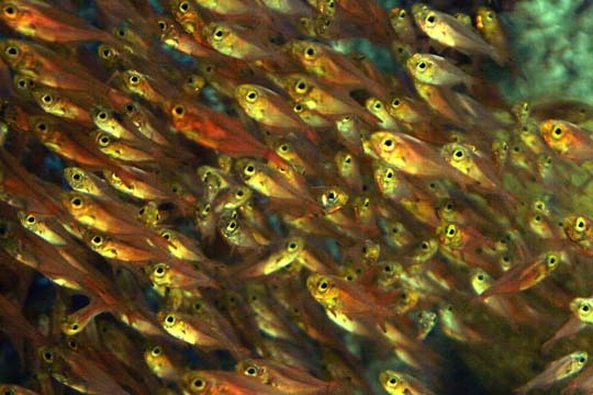 3_fi_school of fish_0156