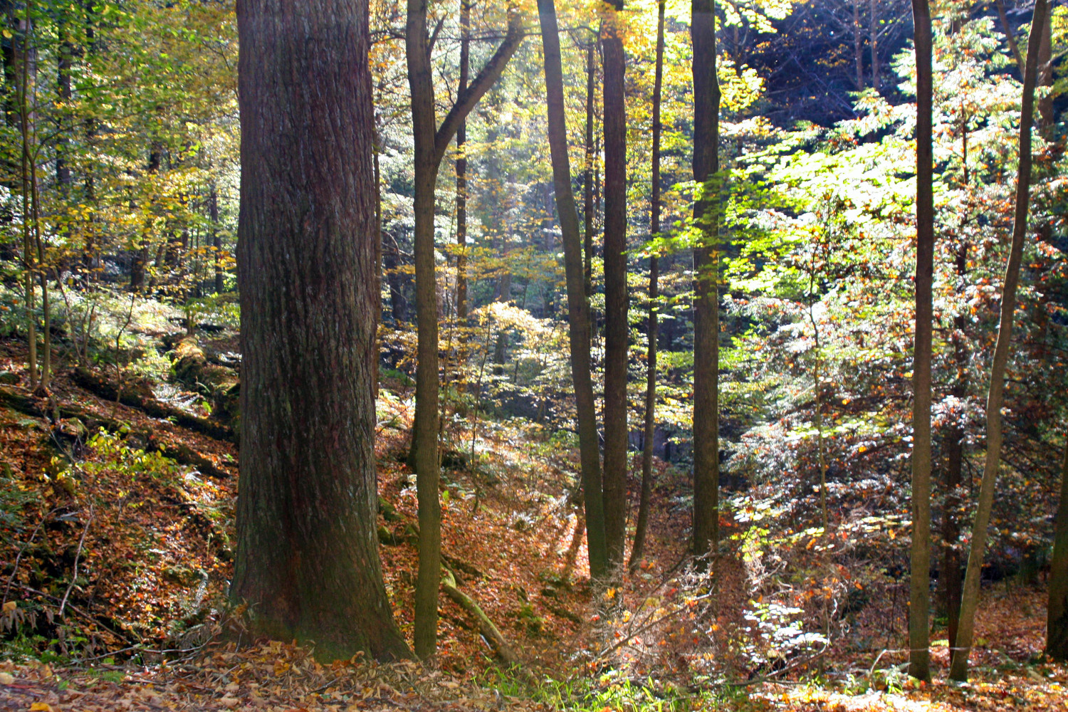 Hocking Hills I