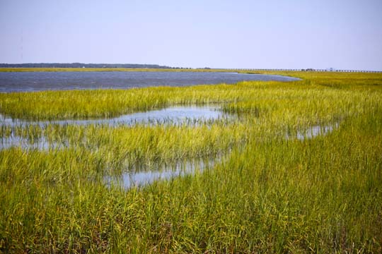 sc_marshwalk of hunting island_001