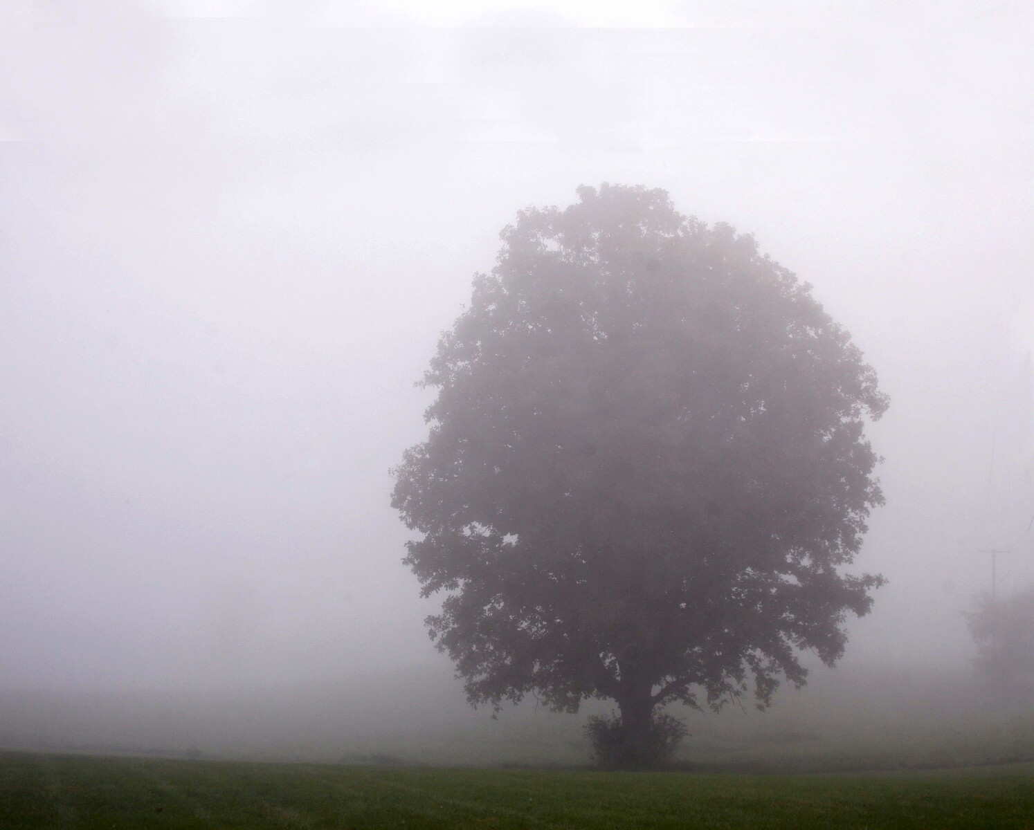 Foggy Morning in Chelsea